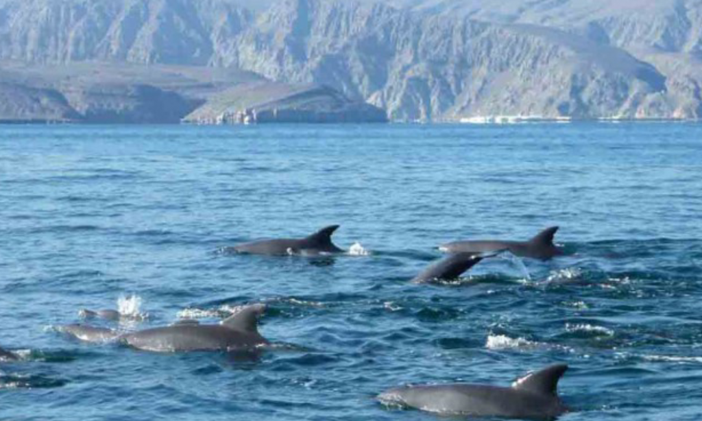 dolphin khasab tours photos