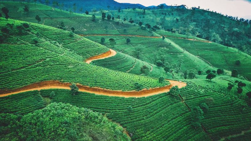 Tea Plantation In Sri Lanka